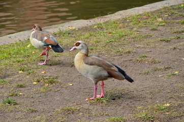 Young duck walking at river Main