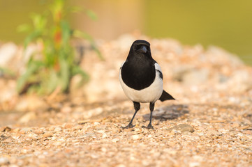 Eurasian magpie in nature