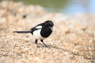 Eurasian magpie in nature