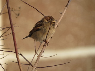 Bird, nature, the world, without a man, close-up, trees, branches,naked, sunlight.