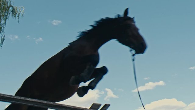 A black horse jumps over an obstacle	