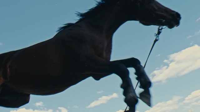 A black horse jumps over an obstacle