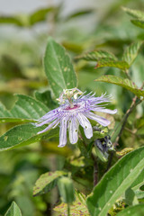 Purple and white flower blooming in a North Carolina forest