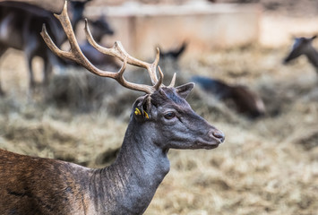 Black deer with white antlers side profile headshot at a zoo