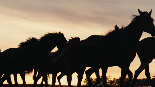 Herd of wild horses moving through the yellow hills, during pink sunset. Wild animals, wild places, running stallions