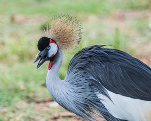Feathered crowned bird with beak open