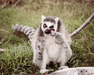 Obraz premium Lemur eating fruit out of a bowl in a zoo