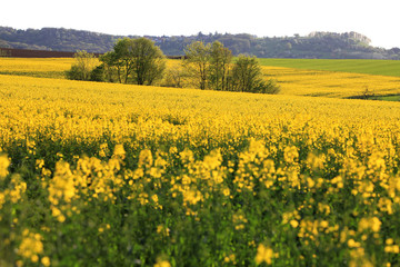 Fototapeta premium Landwirtschaftliches Feld mit Rapspflanzen