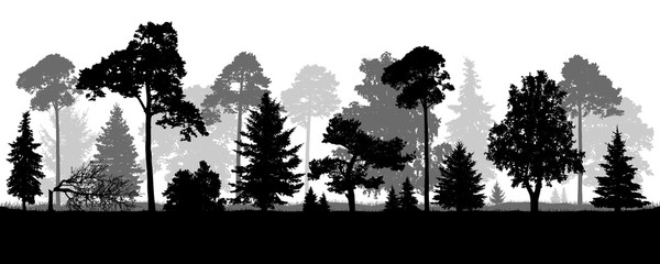 Coniferous natural forest trees set silhouette. Background of nature wood