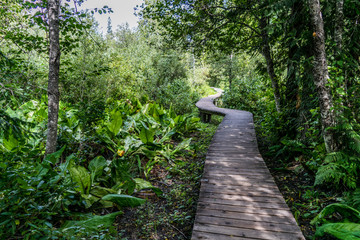 Thick forest path