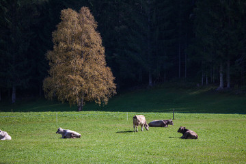 Typical beautiful landscape in Dolomites