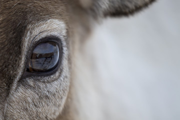 reindeer, Rangifer tarandus, grazing, foraging in the snow on a windy cold winters day on a hill in the cairngorms national park, scotland.