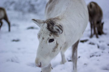 reindeer, Rangifer tarandus, grazing, foraging in the snow on a windy cold winters day on a hill in the cairngorms national park, scotland.