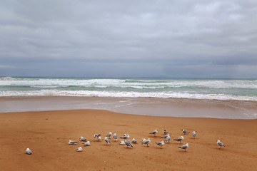 Fototapeta na wymiar Sandy beach with seagulls
