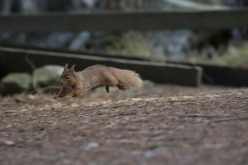 red squirrel, Sciurus vulgaris, wild running, sitting, leaping, in pine trees, ground in winter, cairngorm national park.