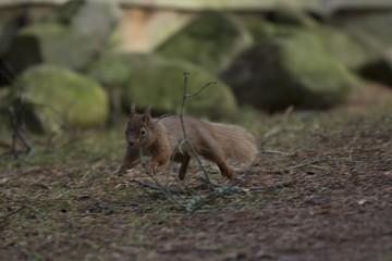 red squirrel, Sciurus vulgaris, wild running, sitting, leaping, in pine trees, ground in winter, cairngorm national park.