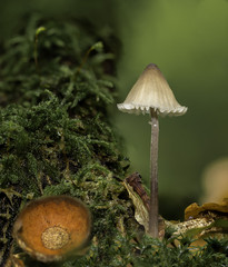 mushrooms