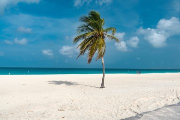 palm trees on the white beach of Aruba Caribbean Island
