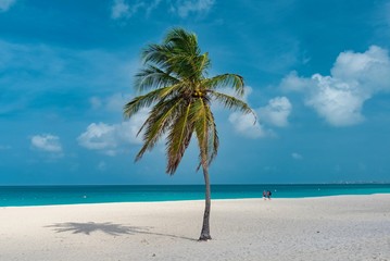 palm trees on the white beach of Aruba Caribbean Island