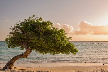 Divi Divi tree at sunset on the Caribbean beach of Aruba