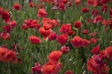 Summer and spring, landscape, poppy seed.