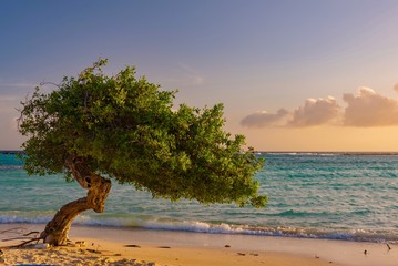 Obrazy na Szkle  Divi Divi drzewo o zachodzie słońca na karaibskiej plaży Aruba