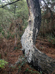 Matsucoccus feytaudi damage on Pinus pinaster trees. Aka maritime pine bast scale.