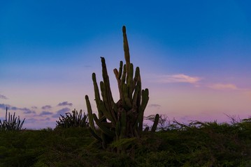 cactus desert at sunset on the Caribbean island of Aruba Netherlands Antilles