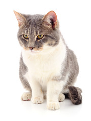 Obraz premium Cat on a white background