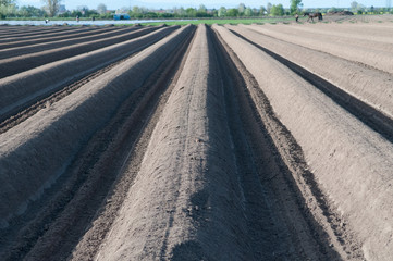 Spargelfeld im Hessischen Ried