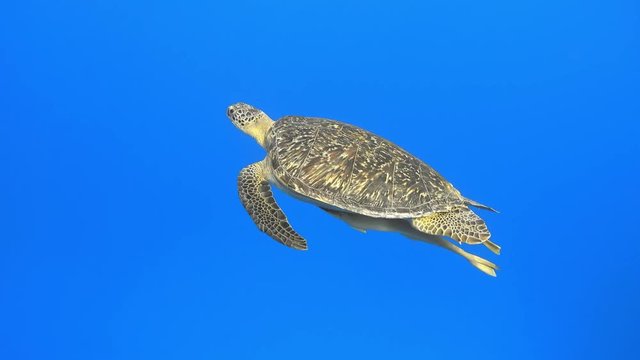 Green sea turtle swimming in the sea and breathing on the surface, 4K UHD video clip