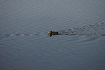 Pato en Río Anllons