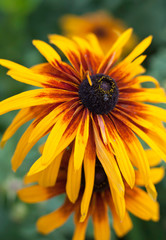 Blooming helenium flowers also known as sneezeweed in the garden