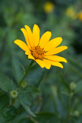 Blooming yellow flower in the garden