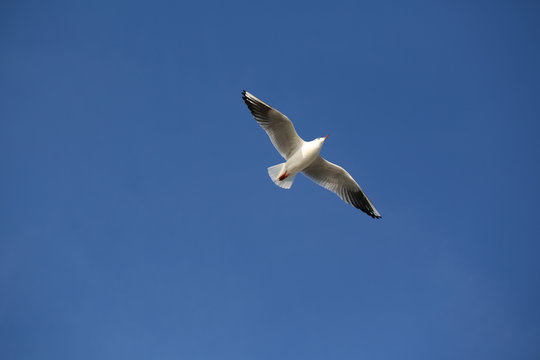 flying seagull in Hamburg