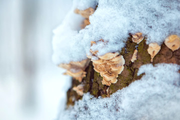 Wood mushroom on a tree trunk in a winter forest. place for text