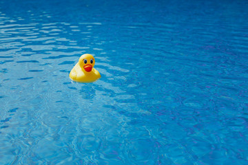 yellow rubber duck in blue swimming pool