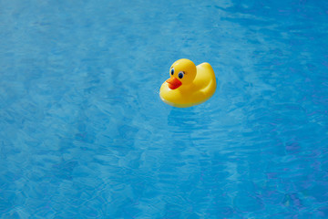 yellow rubber duck in blue swimming pool