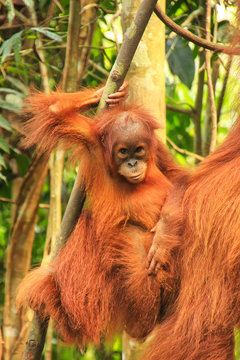 Baby Sumatran orangutan next to its mother n Gunung Leuser National Park, Sumatra, Indonesia