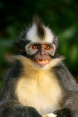 Portrait of Thomas leaf monkey in Gunung Leuser National Park, Bukit Lawang, Sumatra, Indonesia