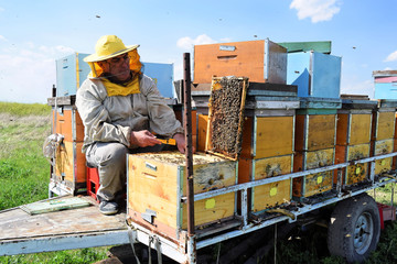 Beekeeper and his mobile beehives in oilseed rape farmland during spring