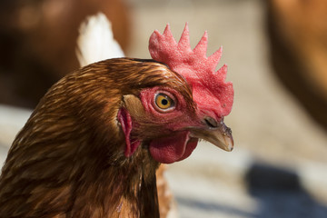 Hen portrait