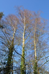 Obraz premium Joli bouleau vu de dessous