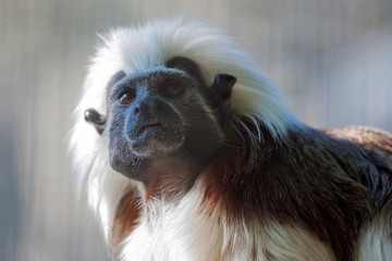 Portrait of Cotton-top tamarin or Saguinus Oedipus