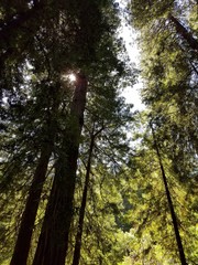 Fototapeta premium Filtered sunlight through redwood trees