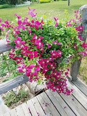 Pink Clematis flower bush