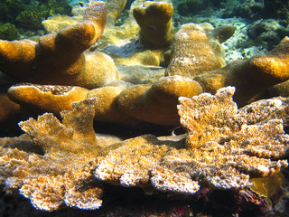A group of elkhorn coral (Acropora palmata) illuminated in the sunlight. Photographed on the Corn Islands, Nicaragua in the Caribbean Sea.