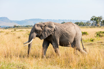 Naklejka na ściany i meble Wild elephant in Africa