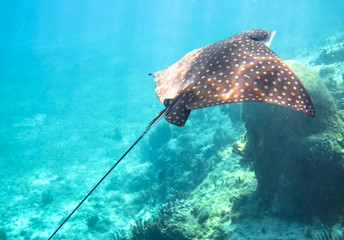 A spotted eagle ray (Aetobatus narinari) swims along the coral reef in the Carribean Sea. Corn...