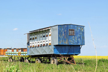 Fototapeta na wymiar Mobile beehives in canola flower field 